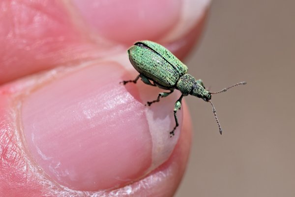 Groene bladsnuitkever op de Hoge Veluwe