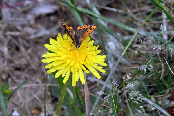 Kleine vuurvlinder bij de Planken Wambuis