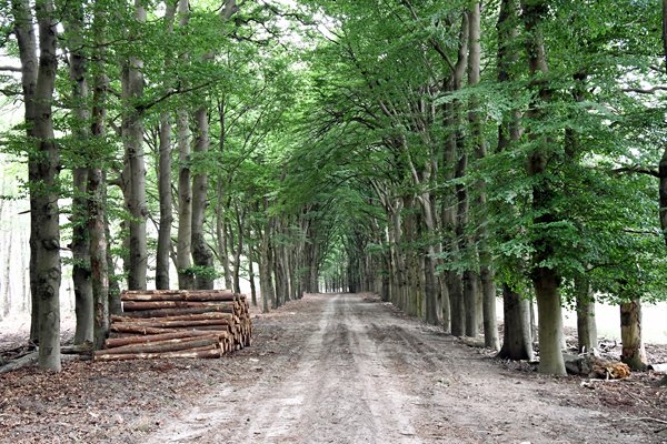 Beukenlaan bij Oud Reemst