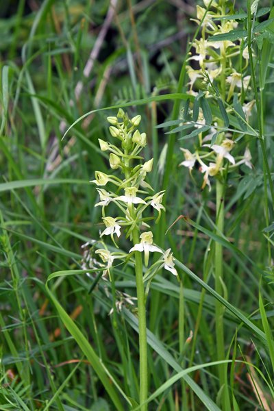 Bergnachtorchis in Viroinval