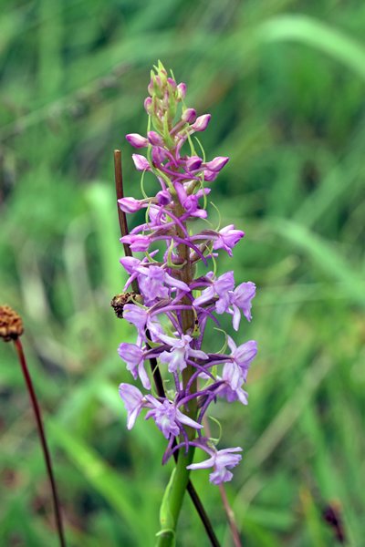 Grote muggenorchis in Viroinval