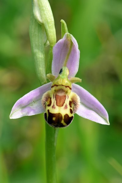 Bijenorchis in Viroinval