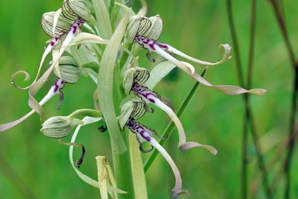 Bokkenorchis in Viroinval
