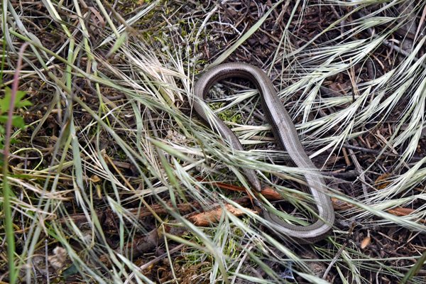 Hazelworm in Viroinval