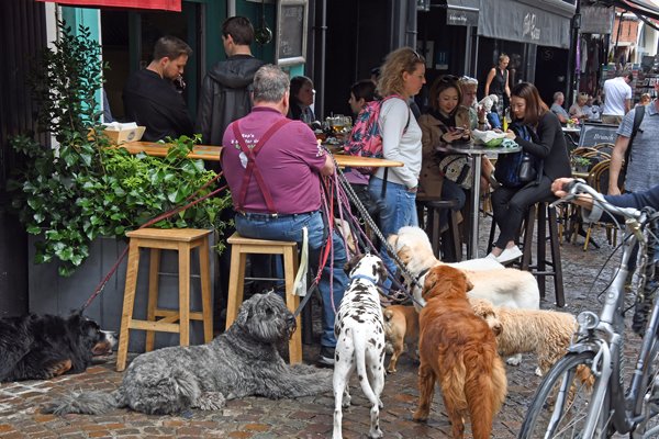 Hondenliefhebber in het centrum van Antwerpen