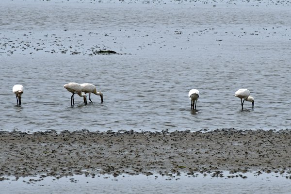Lepelaars in de Mokbaai (Texel)