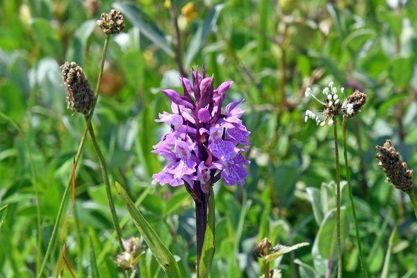 Brede orchis op Texel