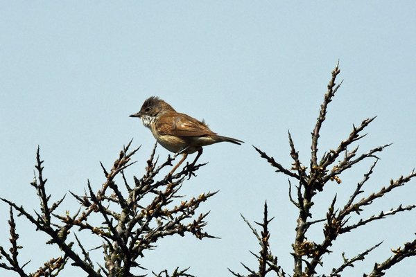 Zwartkop op Texel