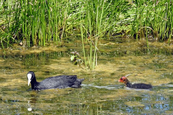 Meerkoet met jong bij de Nederrijn