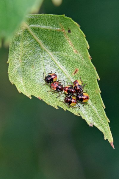 Nimfen van buikspitsschildwantsen bij de Deelense Was (Hoge Veluwe)