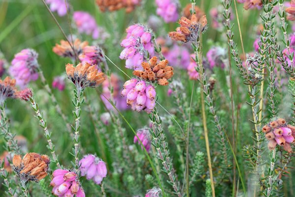 Dopheide op de Hoge Veluwe