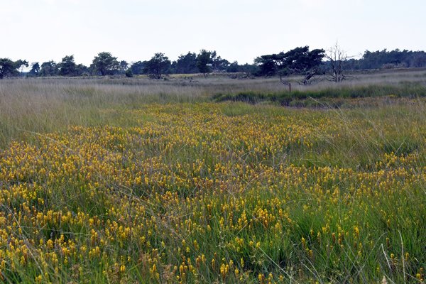 Volop beenbreek bij de IJzeren Man (Hoge Veluwe)