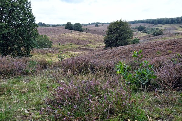Herikhuizerveld