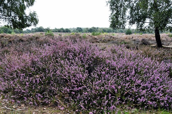 Bloeiende heidestruik aan de rand van het Herikhuizerveld
