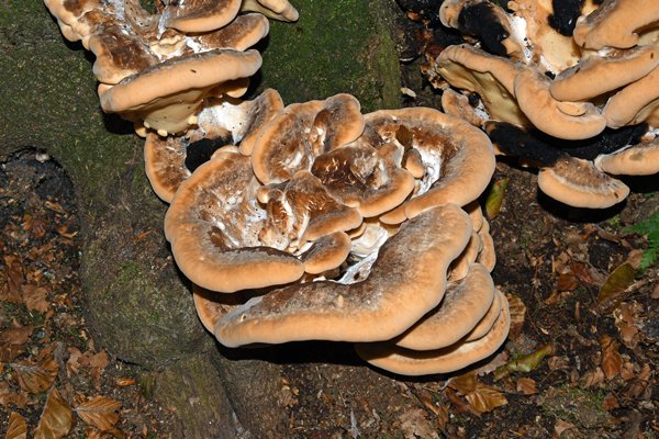 Pizza-achtige paddestoel bij de Posbank