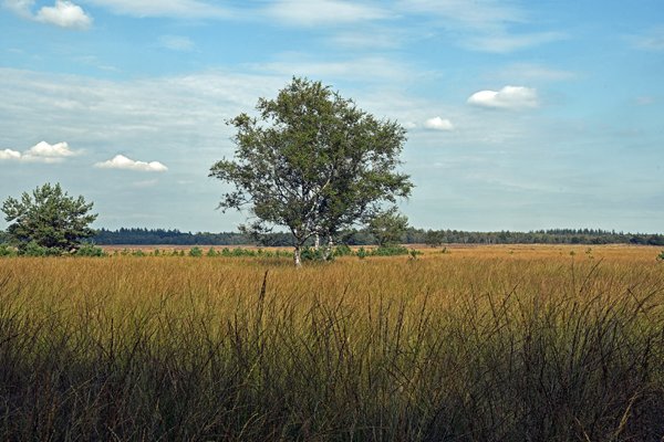 Ginkelse Heide
