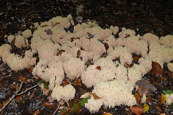 Rechte koraalzwam (Ramaria stricta) bij Nijkerk