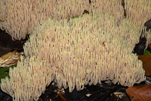 Rechte koraalzwam (Ramaria stricta) bij Nijkerk