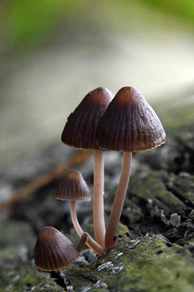 Mycena? bij Nijkerk
