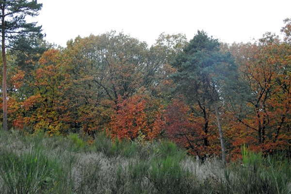 Vroege herfstkleuren in de late middag bij de Mookerheide