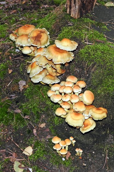 Paddestoelen op de Mookerheide