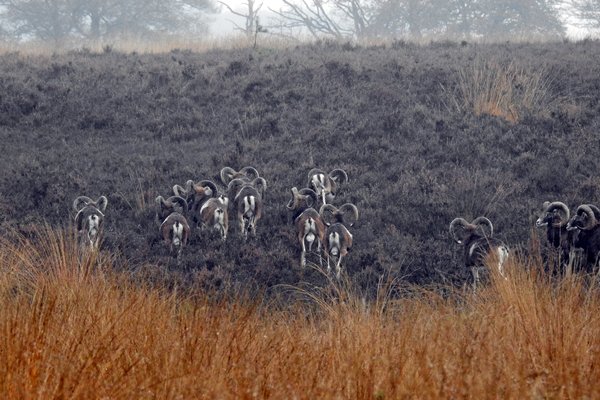 Moeflons in de motregen op de Hoge Veluwe
