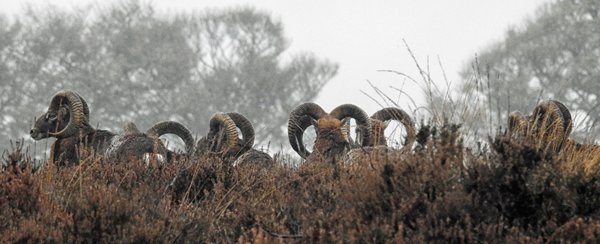 Moeflons in de motregen op de Hoge Veluwe