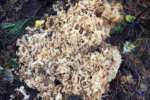 Grote sponszwam op de Hoge Veluwe
