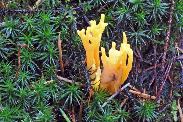 Oranje koraalzwam op de Hoge Veluwe