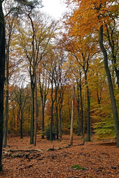 Herfstkleuren in de Sysselt (Ede)