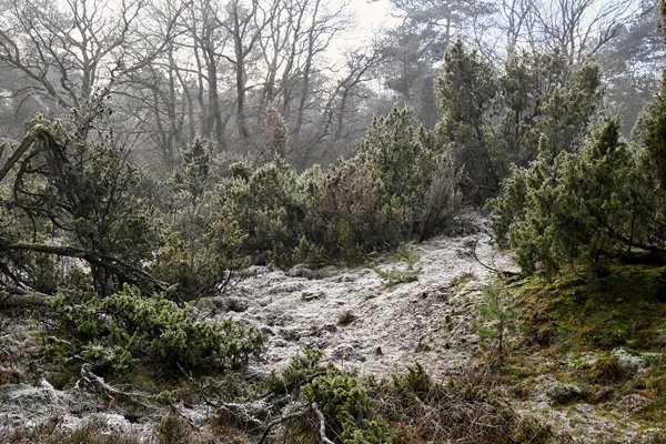 Lichte rijp bij jeneverbessen in de bossen bij Kootwijk