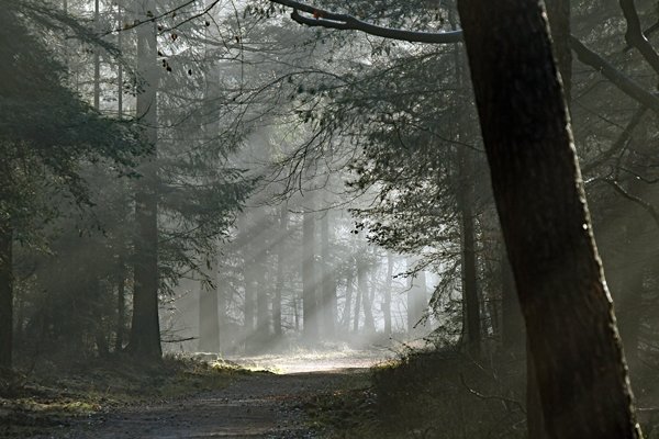 Strijklicht in de bossen bij Kootwijk