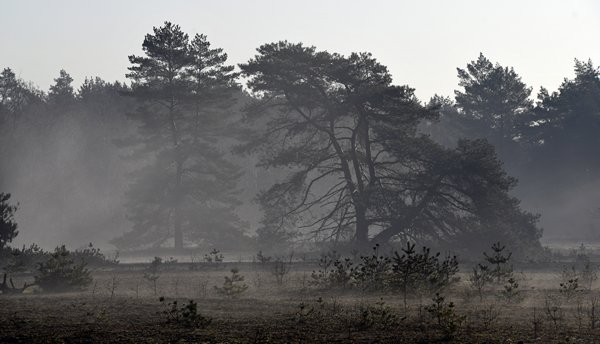 Lichte nevel in de buurt van het Kootwijkerzand