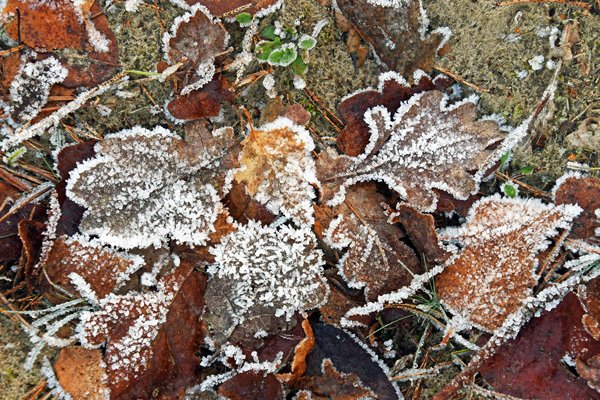 Berijpte blaadjes in de bossen bij Kootwijk