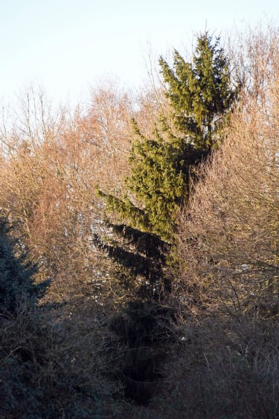 Groene naaldboom tussen kale loofbomen bij Otterlo