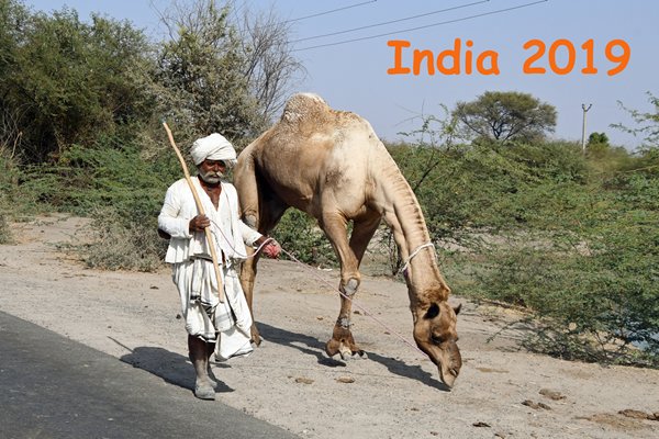Man met dromedaris in Gujarat