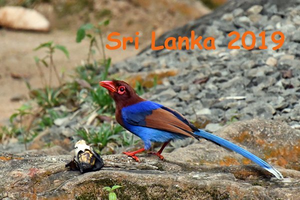Blauwe kitta (Sri Lanka blue magpie) in Sinharaja