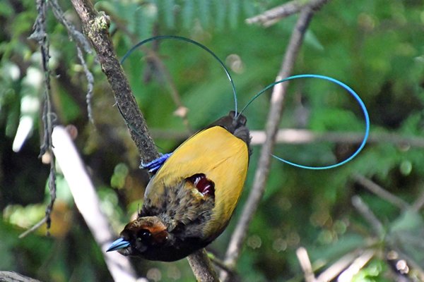 Magnificent Bird of Paradise in Sioubri, Papoea