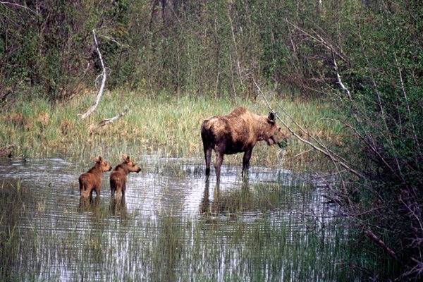 Moose met jongen, Glenn Highway, Alaska 1988