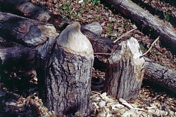 Door bevers omgeknaagde bomen, tussen Tok en Valdez, Alaska 1988