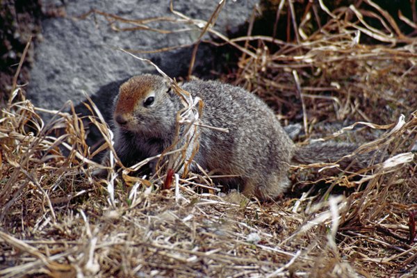 Arctic ground squirrel, omgeving Valdez, Alaska 1988