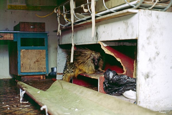 Stekelvarken in een hut bij Salmon Glacier, Alaska 1988