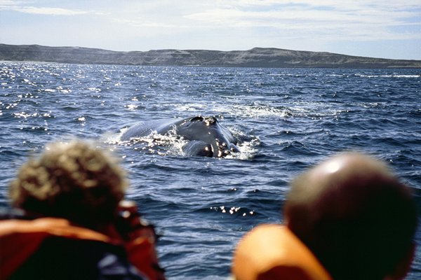 Walvissen bij Puerto Piramides, Argentinië 1990