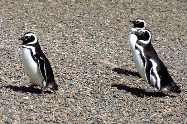 Pinguïns bij Punta Tomba, Argentinië 1990