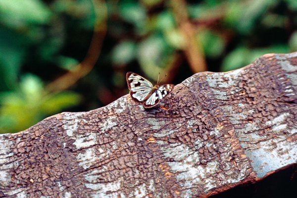 Vlinder en boom met afgestemde kleuren, Iguazu, Brazilië 1990