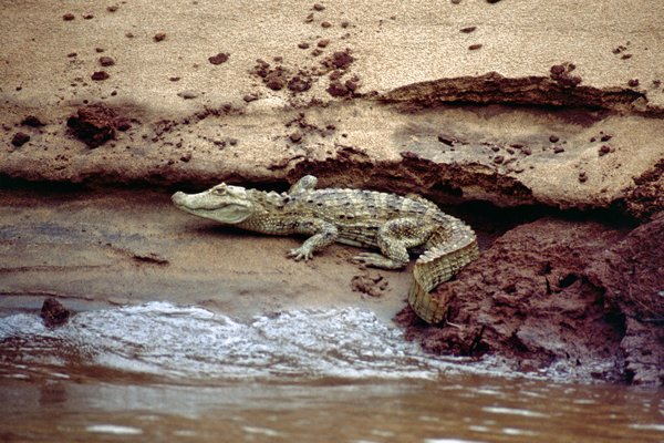 Krokodil in de Paraná rivier, Argentinië 1990