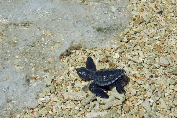 We laten een schildpadje los in zee, Bali 2016