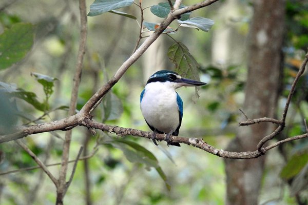 IJsvogel in het Bali Barat NP, Bali 2016