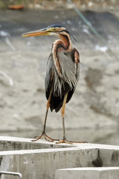 Reiger bij de waterzuiveringsinstallatie van Denpasar, Bali 2016