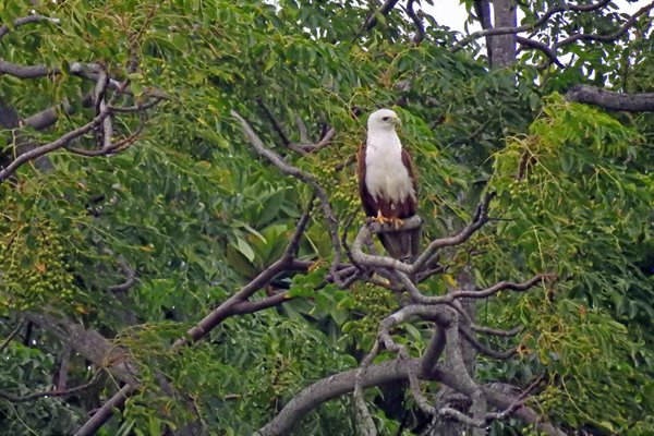Brahminy kite, Denpasar, Bali 2016